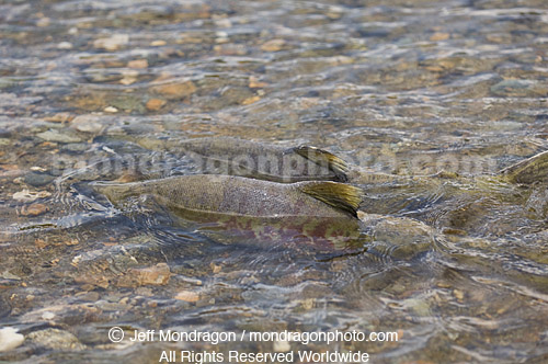 Spawning Chum Salmon