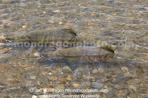 Spawning Chum Salmon