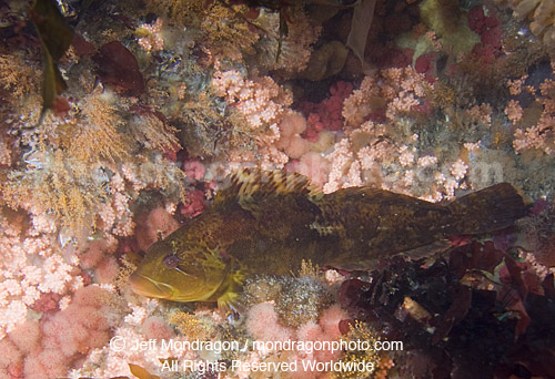 Rock Greenling