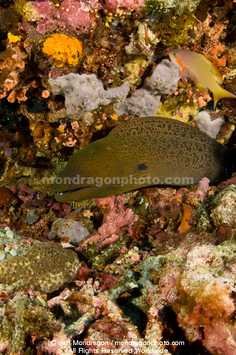 Giant Moray on Coral Reef