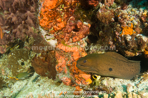 Giant Moray on Coral Reff