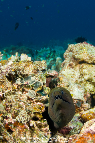 Giant Moray on Coral Reef