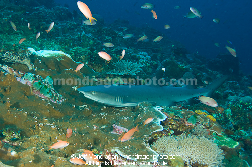 WhiteTip Reef Shark