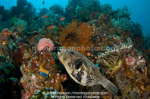 Blue-spotted puffer on Coral Reef