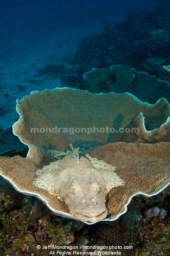 Crocodile fish