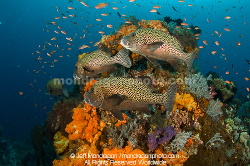 Many-Spotted Sweetlips