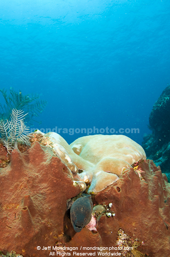 Yellow-edged Moray