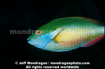 Redband Parrotfish