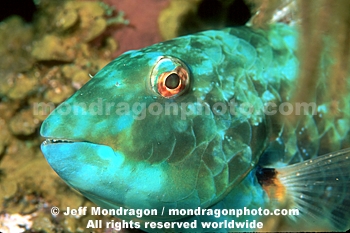 Redtail Parrotfish