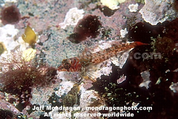 Longfin Sculpin