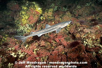 Spiny Dogfish 