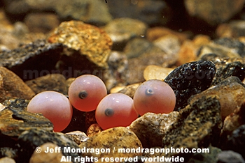 Coho Salmon Eggs with Eye Spots