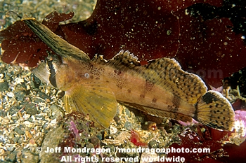 Sailfin Sculpin