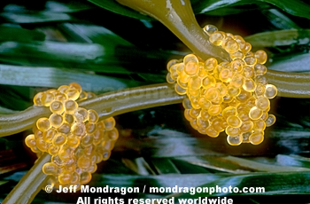 Herring Eggs on Kelp