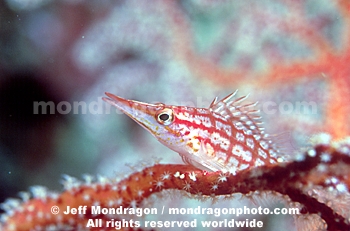 Longnose Hawkfish