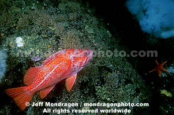 Vermilion Rockfish