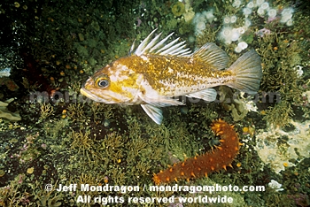 Copper Rockfish