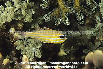 Yellow-Striped Cardinalfish