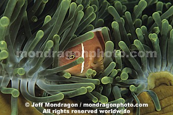 Pink Anemone