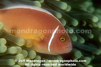 Pink Anemone