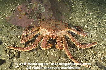 Alaskan King crab