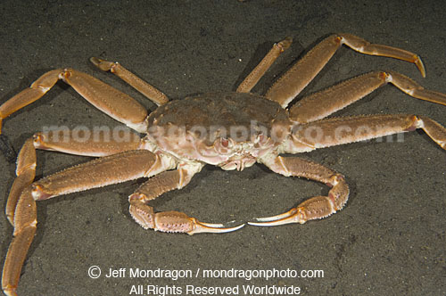 Tanner Crab