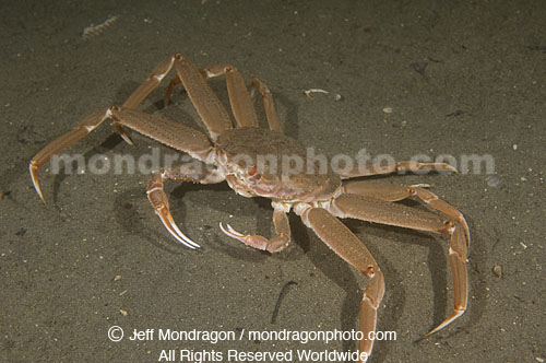 Tanner Crab