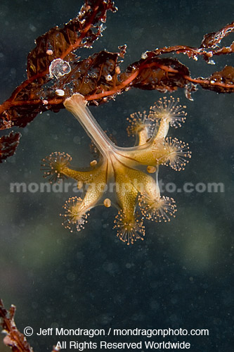 Stalked Jellyfish (Stauromedusae) 