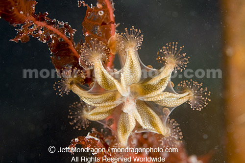 Stalked Jellyfish (Stauromedusae) 