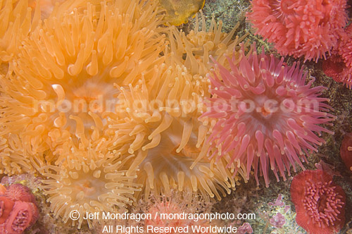 Proliferating Anemones