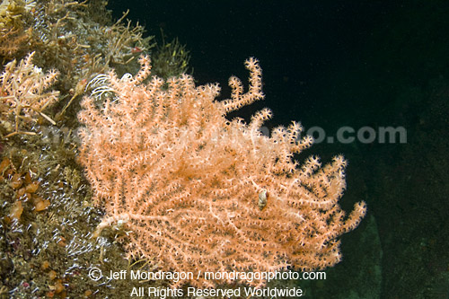 Gorgonia soft coral 
