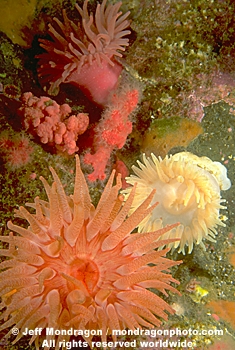Crimson Anemone