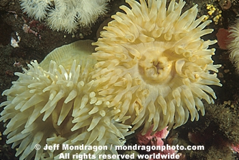 Painted Urticina Anemone