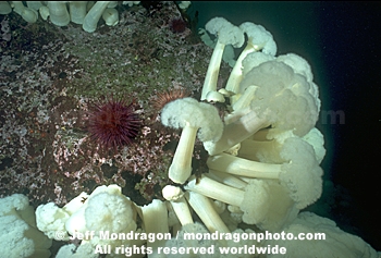 White-Plumed Anemone