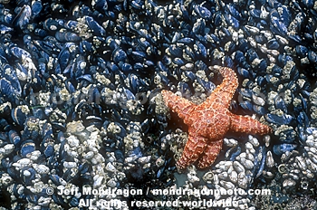 Ochre Star & Mussels