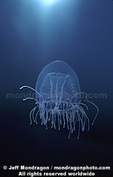 Jellyfish