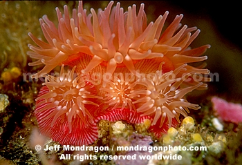 Proliferating Anemone