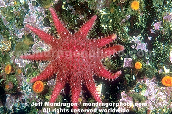 Rose Star