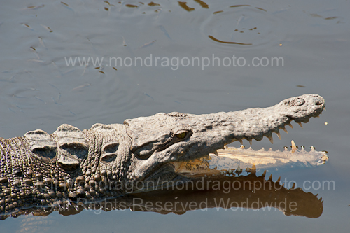 American Crocodile