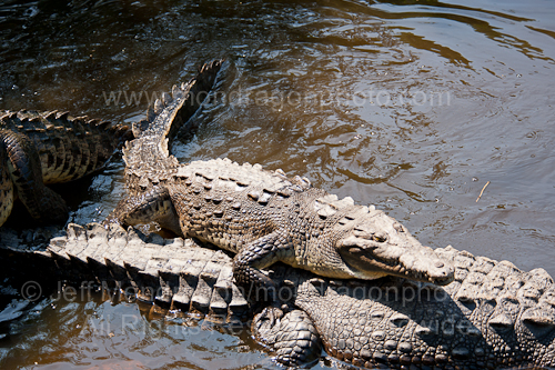 American Crocodile