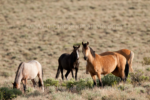 Wild horses