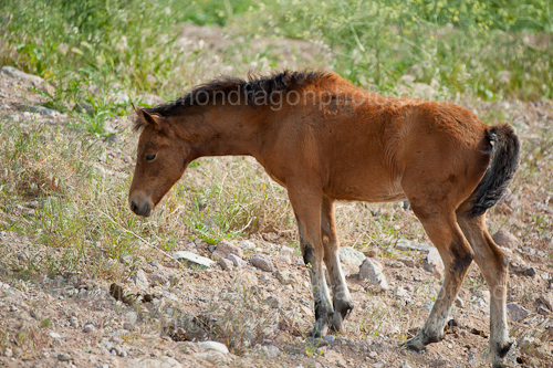 Baby Wild horse (colt)