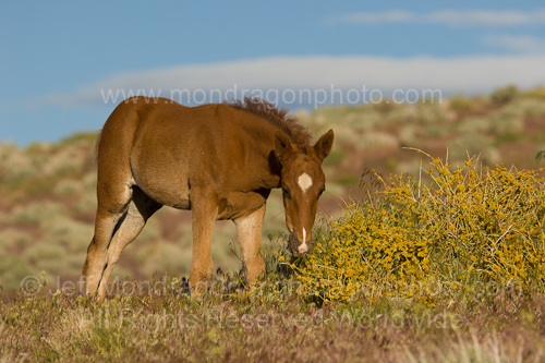 Baby Wild horse (colt)