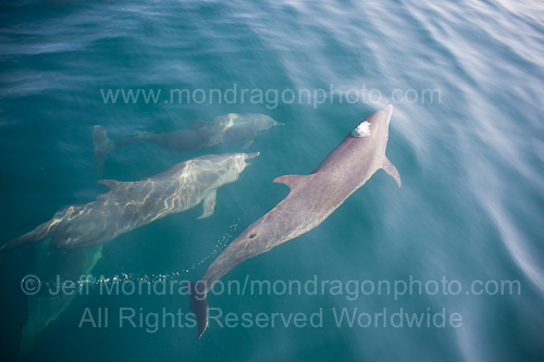 Pantropical spotted dolphins