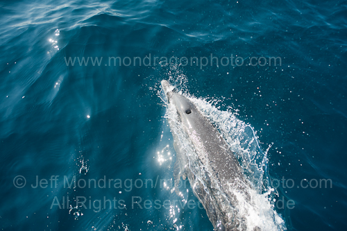 Pantropical spotted dolphin