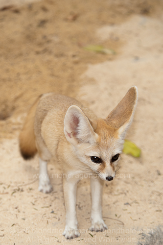 Fennec fox