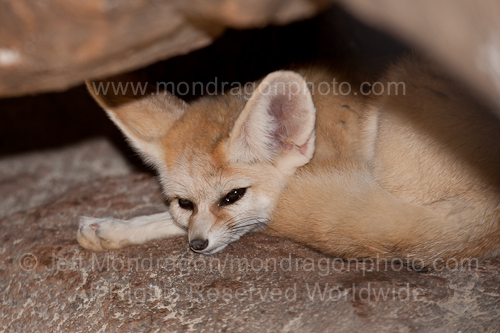 Fennec fox