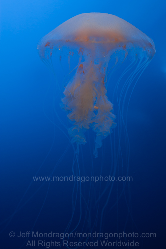 Atlantic Sea Nettle (jellyfish)