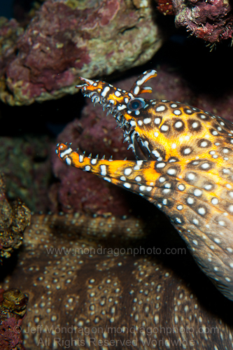 Dragon moray