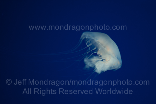 Atlantic Sea Nettle (jellyfish)
